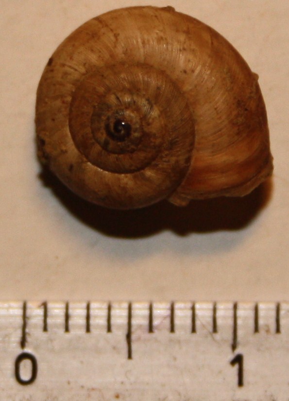 Monacha cartusiana e Cernuella cf. neglecta